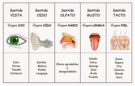 Este sentido nos permite percibir, sentir, tocar y conocer la textura (suave o áspero), la dureza (blando o duro) y la temperatura (frío o caliente) de las cosas que tocamos. organos de los sentidos | Cuadro Comparativo