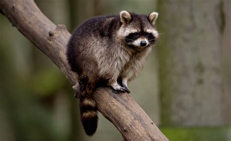 Attacked While Running Woman Drowns Rabid Raccoon In Puddle