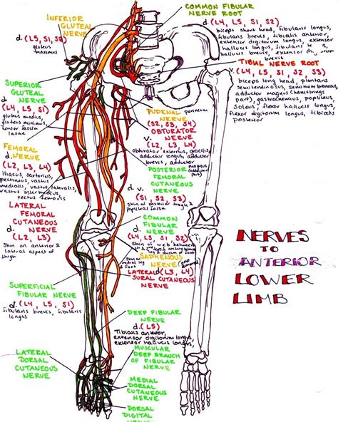 Lower Limb Nerve Anatomy