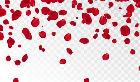 Abstract Background With Flying Red Rose Petals On A White Transparent