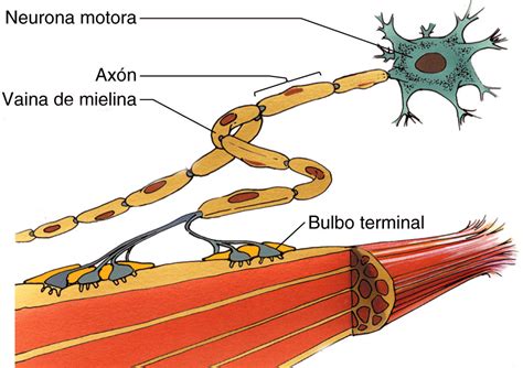 Multiple sclerosis affects 2.5 million people worldwide, including 400,000 americans. Esclerosis múltiple y mielina, una relación rota que busca ...