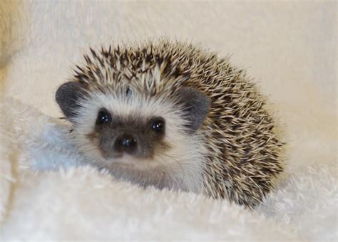 Baby Hedgehog Baby Hedgehog Cute Hedgehog Hedgehog Pet