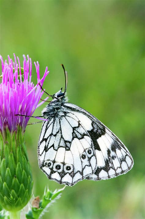 Marbled White Butterfly Photograph By John Devriesscience Photo Library
