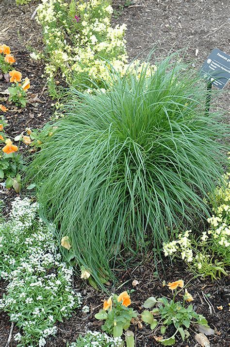 Fast growing, purple fountain grass makes a fine hedge, specimen, or focal point at the back of a garden. Hameln Dwarf Fountain Grass (Pennisetum alopecuroides ...