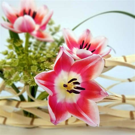 We did not find results for: Busy Bee Florist and Gifts - Flowers