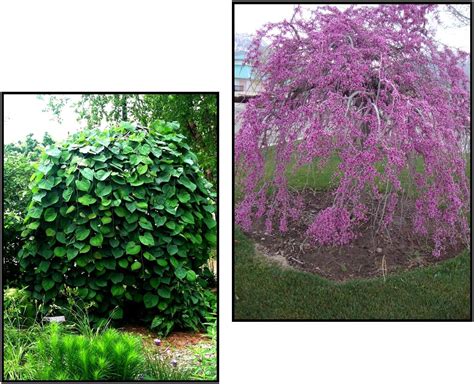 Lavender Twist Weeping Redbud Hinsdale Nurseries Welcome To