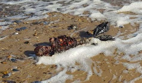 Hombre Encuentra Restos De Supuesta Sirena En Playa Des Rtica