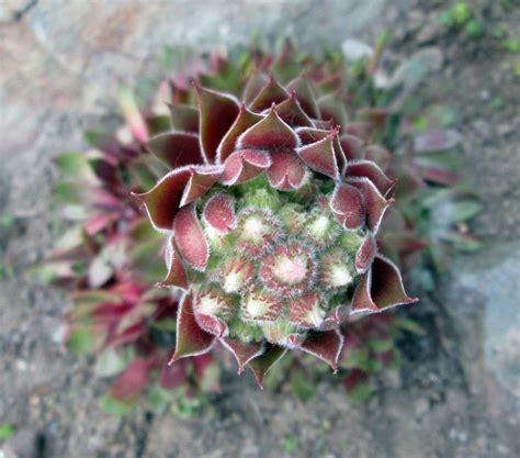 Photo Of The Closeup Of Buds Sepals And Receptacles Of Hen And Chicks