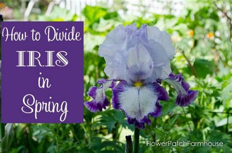 Iris Rhizomes Are Typically Divided In Fall But I Show You How You Can