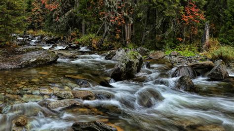 Fast Mountain River Clear Water Forest With Pine Trees Rocks Stones Hd