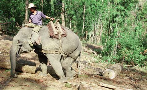 myanmar hot spot for elephant smuggling and ivory wwf