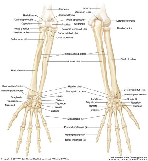 Ulnar Shaft Fractures Causes Diagnosis Treatment Rxharun