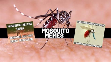 Mosquito Memes For Anyone Who Has Been Bitten By One Of These