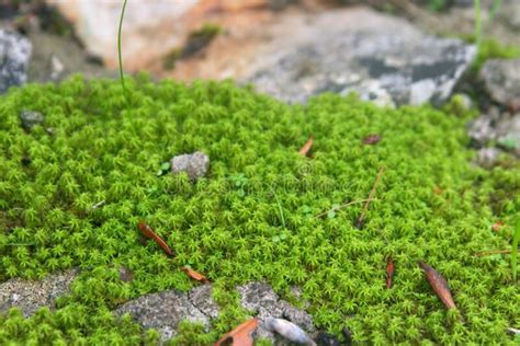 Green Moss Growing Over Stones On The Forest Floor Stock Photo Image