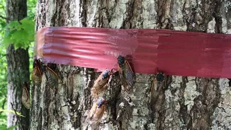 Cicadas Sing Looking For Love Lexington Herald Leader