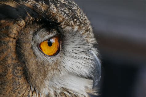 Eagle Owl Feathers Joe Flickr