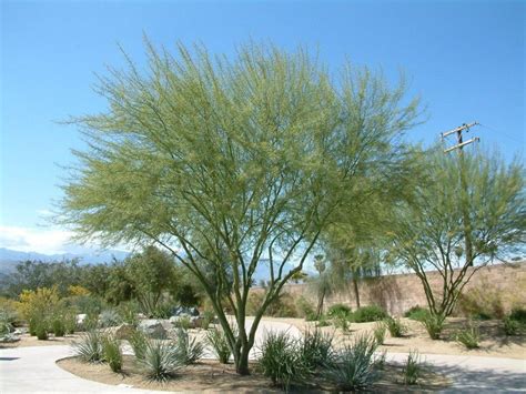It is easily pruned into a canopy tree that provides filtered shade and accent value in many settings. Desert Museum Palo Verde. Grows almost like a weed in Las ...