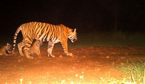 Tigress T 105 Noori Gave Birth To Three Cubs In Ranthambore National Park Latest News And Blog