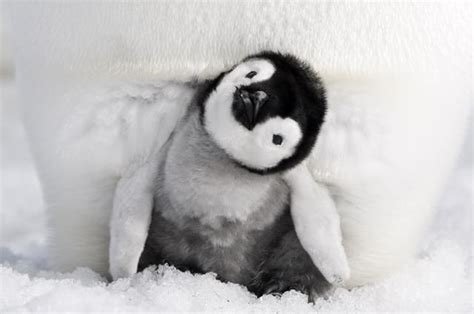 デジタル4kが捉えた南極に生きるペンギンの生態 「皇帝ペンギン ただいま」8月25日公開 screen online（スクリーンオンライン）