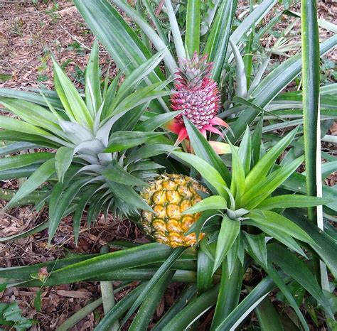 How Pineapple Plants Grow Florida Fruit Geek
