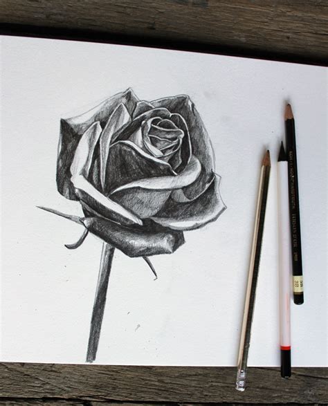 Aprende cómo dibujar una rosa en seis sencillos pasos