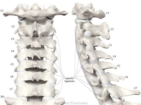 The Facet Zygapophyseal Joints And The Capsular Ligaments Of The Spine