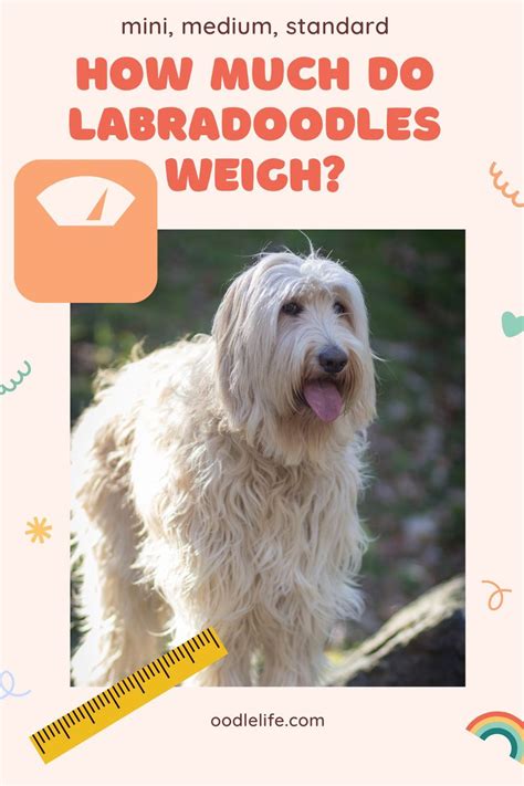 How Much Do Labradoodles Weigh All Sizes Oodle Life In 2021