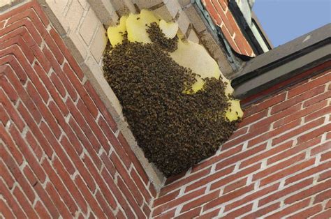 Bee Removal And Control Services