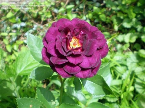Plantfiles Pictures Shrub Rose Midnight Blue Rosa By Manueldalmeida