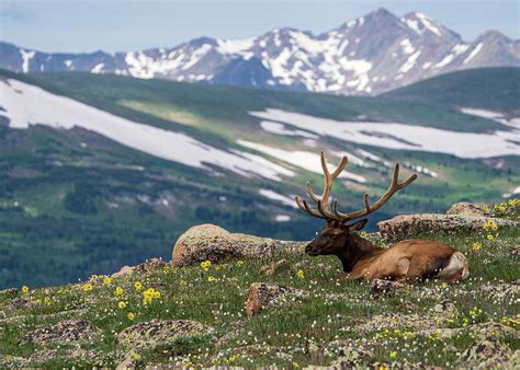 Elk With A View Photograph By Eric Wellman Fine Art America