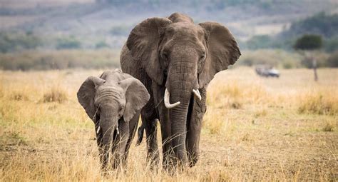 Kenya's Elephant Population Has Doubled In The Last Three Decades - Soundpasta