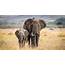 Kenya’s Elephant Population Has Doubled In The Last Three Decades 