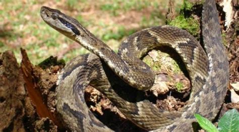 Amazonas Verde Animais Em Extin O Na Floresta Amaz Nica Fotos