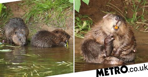Wild Beavers Unleashed Across Countryside For First Time In 400 Years