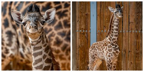 Disneys Animal Kingdom Welcomes New Baby Giraffe