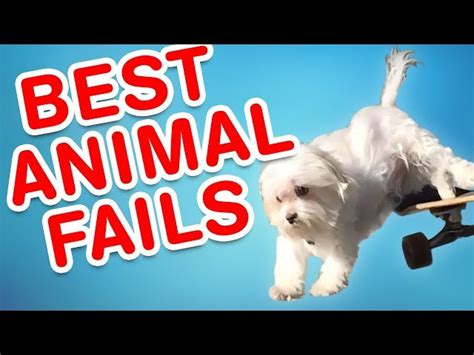 Best Animal Fails Funny Fail Compilation Ichaowu 愛潮物