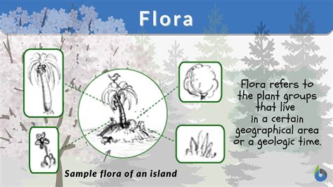 Flora Definition And Examples Biology Online Dictionary