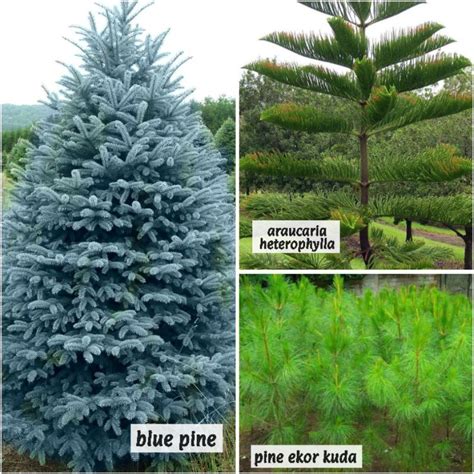 Pokok Pine Ekor Kuda Blue Pine Rhu Bukit Gymnostoma Sumatranum Landskap