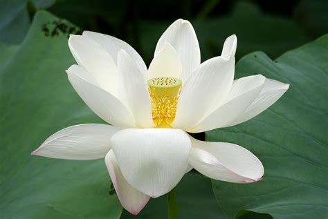 File20090809 Lotus Flower 2736 Wikimedia Commons