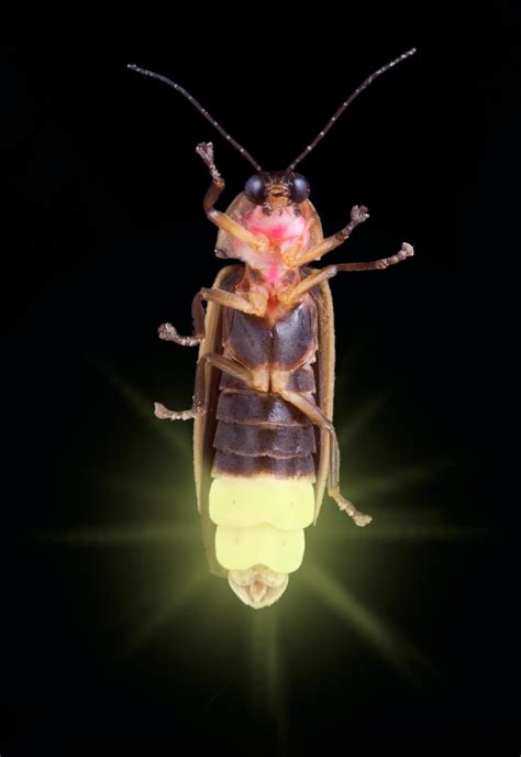 How Fireflies Glow And What Signals Theyre Sending