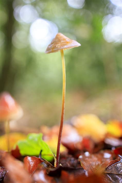 Conocybe Mushroom In A German Forest Photo 5240 Motosha Free