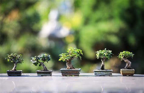Bonsai Tree A Traditional Japanese Art Form Japan Wonder Travel Blog