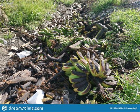 Piles Of Rotten Or Throw Away Banana Fruits On The Ground Stock Photo