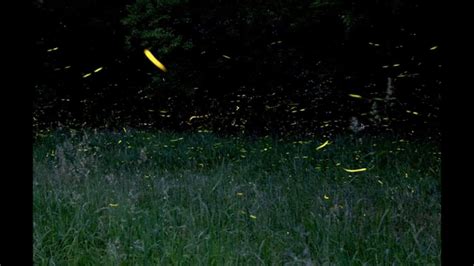 How To Photograph Fireflies Youtube