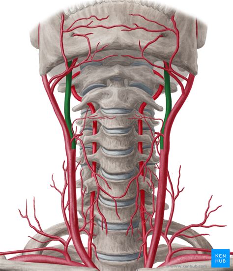 Internal carotid arises at the bifurcation of the common carotid between c3 and c5 vertebral level. Internal Carotid Artery - Anatomy & Branches | Kenhub