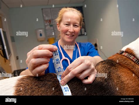 Overweight Pet Veterinarian Hi Res Stock Photography And Images Alamy