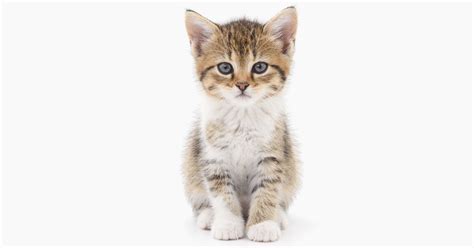 I hope this helps you find the perfect name for your cat! Avoid heartache with The Kitten Checklist | International ...