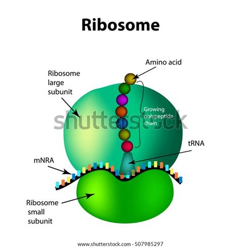 The Structure Of The Ribosome Infographics Vector Image