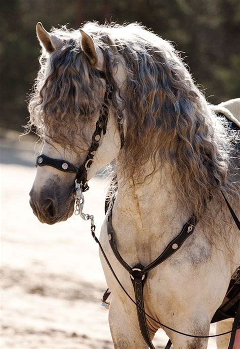 curly manes horse head shots pinterest beautiful baroque  grey