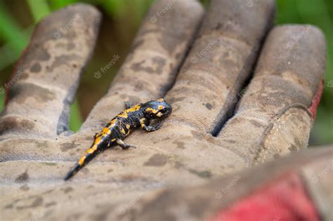 Premium Photo Gloved Hand Holding A Small Amphibian Conservation Of